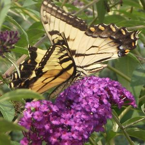 Meet your Posher, Sue